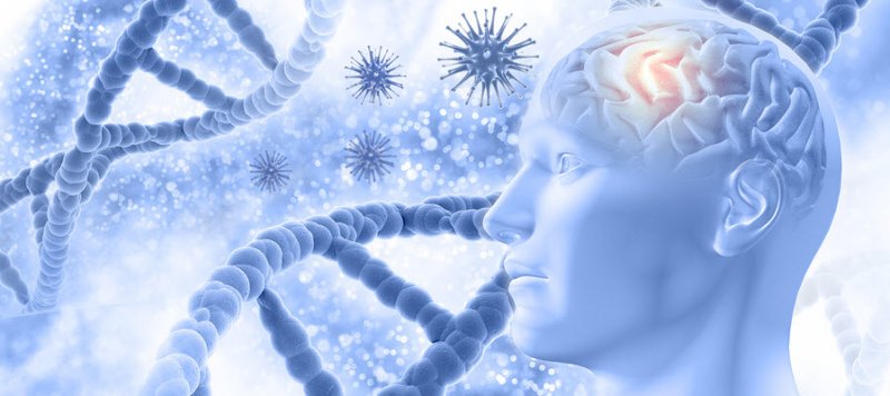 Uridine for a healthy brain and liver: uridine supports formation of brain synapses and neuronal membranes