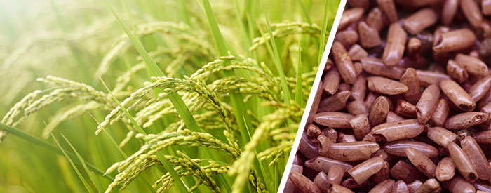 What is Red Yeast Rice? RYR and its role as a cholesterol lowering supplement
