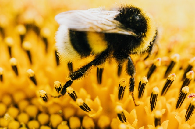 Why are bees so important? Why are they disappearing? What is propolis?