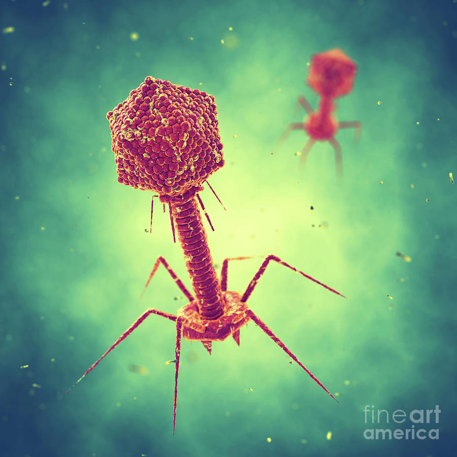 Bacteriophages, the friendly viruses which will save us from ever-increasing antibiotic resistance