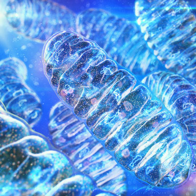 Mighty mitochondria and PQQ: uses and benefits of PQQ