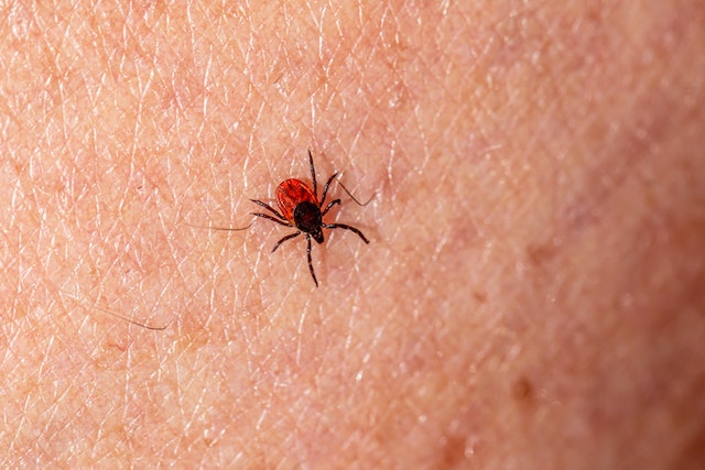 Lyme disease : what is it and how can it be treated?