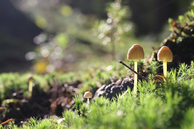 Mushrooms, the mysterious gift of Mother Nature. A focus on health benefits of beta glucan