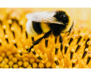 Why are bees so important? Why are they disappearing? What is propolis?