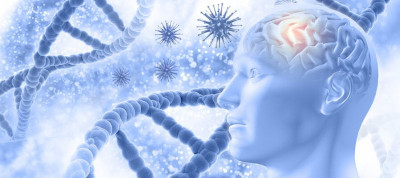 Uridine voor gezonde hersenen en lever: uridine ondersteunt de vorming van hersensynapsen en zenuwbanen