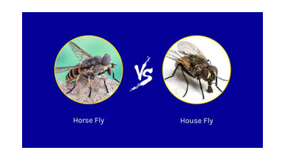 Biting insects, what causes them to be attracted to you and what can you do to repel them?