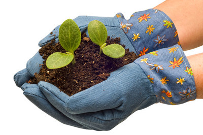 Urban gardening: the advantages of growing your own vegetables