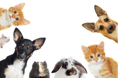 Which nutritional supplements can you give to your pet ; recommendations for CBD oil