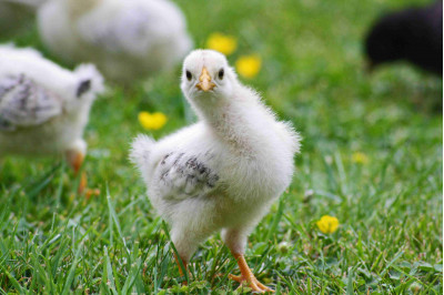 Dangers of antibiotic resistance: how does it happen and what can we do about it?