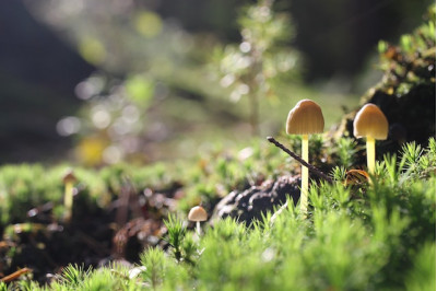 Mushrooms, the mysterious gift of Mother Nature. A focus on health benefits of beta glucan