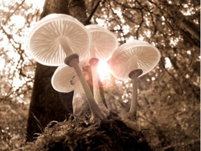 Magic mushrooms: boosting immunity and fighting inflammation, plus six more benefits to mushrooms