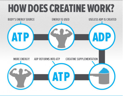 Creatine, the versatile sports supplement