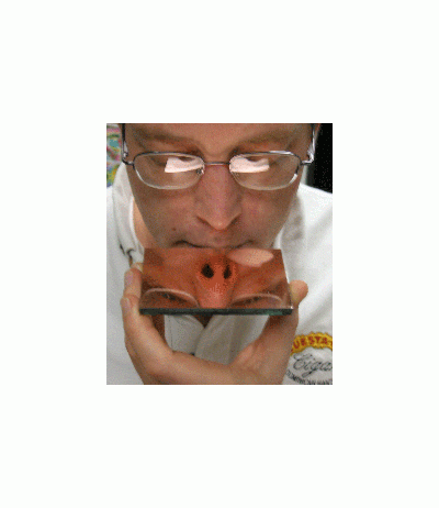 Breathe in, breathe out! On nasal cycle rhythm and sympathethic nervous system.