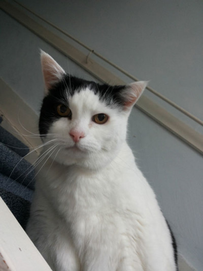 About the emotional bond with your pet, a memoriam for Birgit