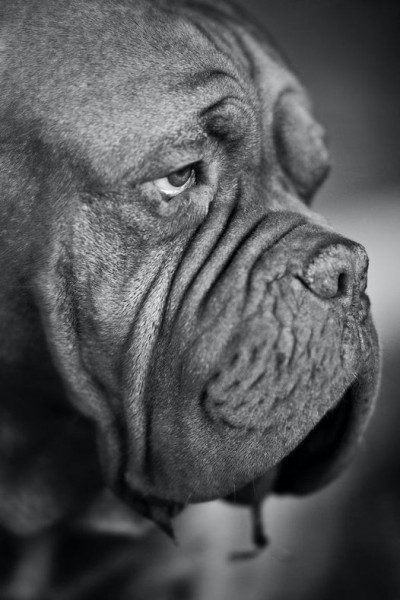 Feeling sad and stressed due to COVID-lockdown? Perhaps DHEA can help to counteract depression!